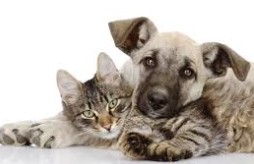 Pets: Cat and dog sitting together.